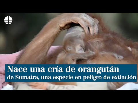 Nace una cría de orangután de Sumatra en un zoológico israelí