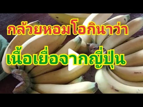 ปลูกกล้วยหอมโอกินาว่าญี่ปุ่นปล