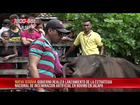 Jalapa: Lanzan Estrategia Nacional de Inseminación Artificial en bovinos - Nicaragua