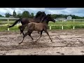 Dressage horse Super mooi merrieveulen van Pavo Cup kampioen Extreme US
