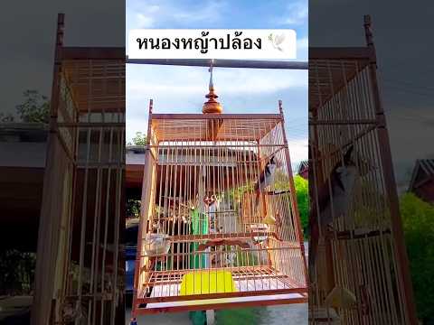 BirdsongChàomàoนกกรงหัวจุก