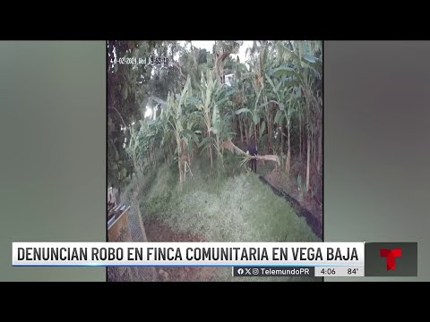 Roban plátanos de organización que dona comida a más de 200 personas