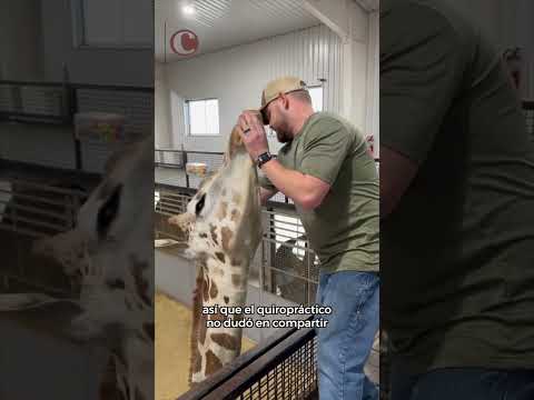 ¡Atención de altura! Quiropráctico ajusta cuello de una jirafa y se vuelve viral