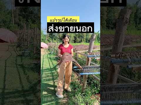 พามาชมธุรกิจใต้ดินครูมิ้นท์สา