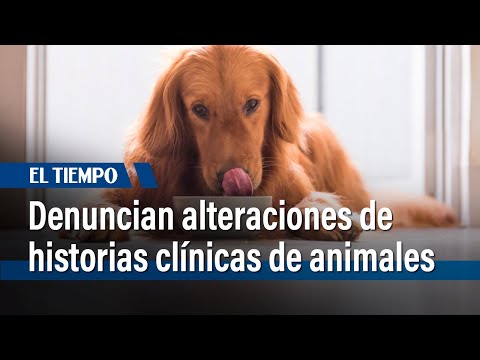 Denuncian alteraciones de historias clínicas de animales | El Tiempo