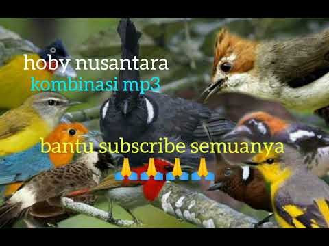 suara pikat burung kicau ribut yang tajem cililin/jengot/anis dll @hobynusantara5159