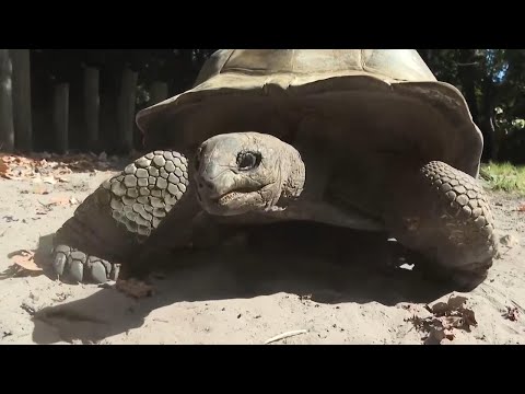 Frozen treats, cold showers and lots of ice; Florida zoo works to protect animals from summer heat