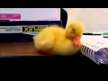 Baby Duck Can't Stay Awake