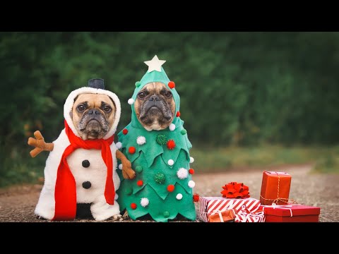 Tips para proteger a tus mascotas de la pirotecnia en esta época navideña