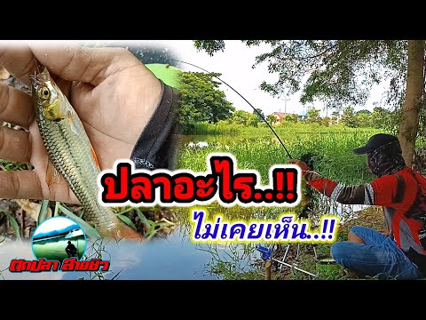 ตกชิงหลิว-หมายคลองธรรมชาติ-เจอ ตกชิงหลิว-หมายคลองธรรมชาติ-เจอ