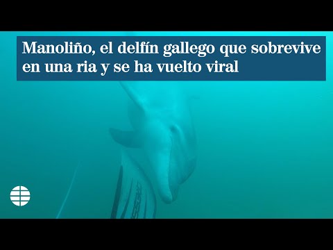 Manoliño, el delfín gallego 'sin ley' que sobrevivió al arpón y nada con humanos en la ría
