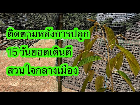 ทุเรียนอายุ-หลังปลูก-15-วันยอด ทุเรียนอายุ-หลังปลูก-15-วันยอด