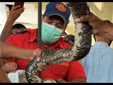 Serpiente gigante alerta a pobladores en la ciudad de Matagalpa - Nicaragua