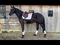Eventing horse 4-jarige knappe H-Ekwador merrie