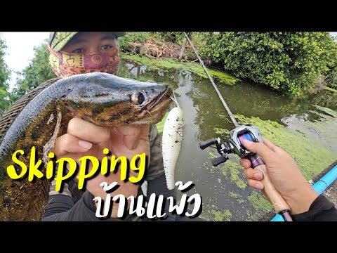 ทําไปเรื่อย ตกปลา ริมทางยังหวานอยู่🤣🎣หาเลาะตีสคิปปิ้งบ้านแพ้วมีตัวกัดเรื่อยๆได