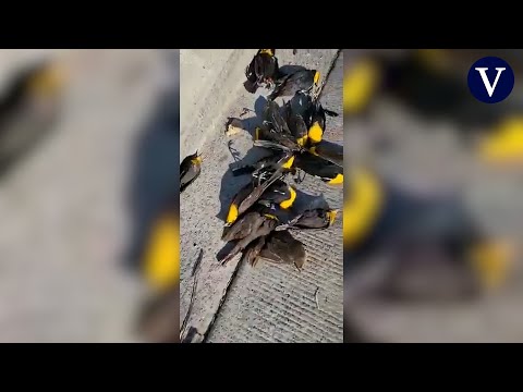 Decenas de aves se desploman en Chihuahua y mueren contra el suelo sin explicación aparente