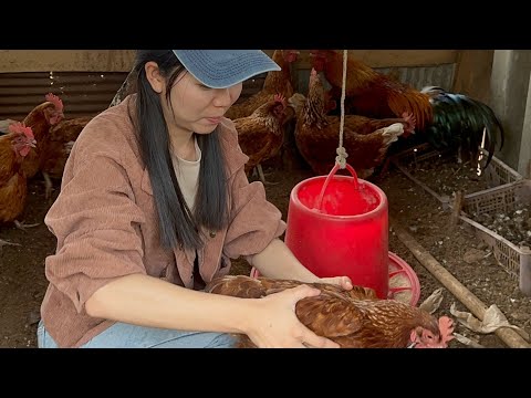 khawm Suk Khong Ni ไปดูฟาร์มไก่ในรอบหลายเดือน