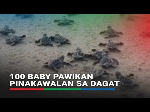 Mahigit 100 baby pawikan, pinakawalan sa Mati City, Davao Oriental