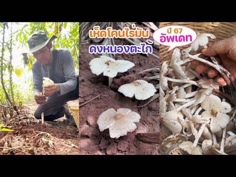 เห็ดโคนไร่มันดงหนองตะไก้เริ่