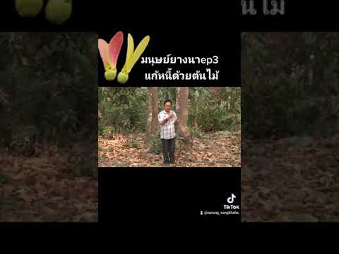 มนุษย์ยางนาแก้หนี้แก้จน มนุษย์ยางนาแก้หนี้แก้จน