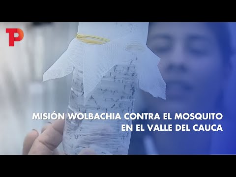 Misión Wolbachia contra el mosquito en el Valle del Cauca | 10.05.2023 | TP Noticias