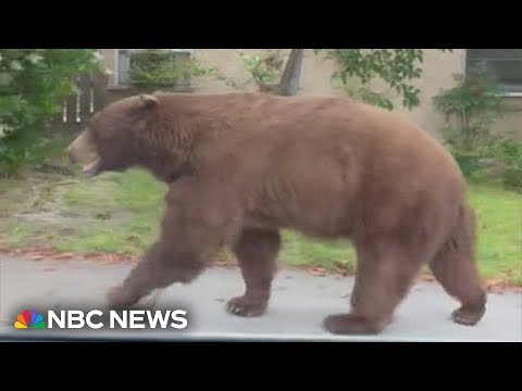 Huge bear takes up residence under California couple's home