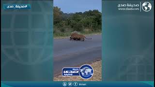 مواجهة شرسة في الغابات