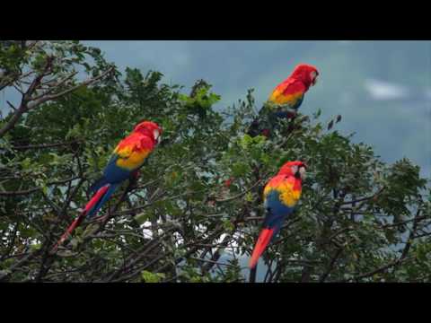 Se conmemoró el Día Mundial de la Aves Migratorias- Telemedellín