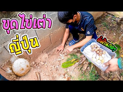 ลงบ่อ-ขุดไข่เต่าญี่ปุ่น-ศรีบุญ ลงบ่อ-ขุดไข่เต่าญี่ปุ่น-ศรีบุญ