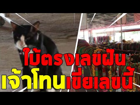 อึ้ง!เจ้าโทน-เขี่ยเลขใบ้หวยตรง อึ้ง!เจ้าโทน-เขี่ยเลขใบ้หวยตรง