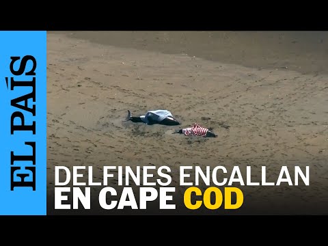 ESTADOS UNIDOS | Más de 100 delfines encallan en Cape Cod | EL PAÍS