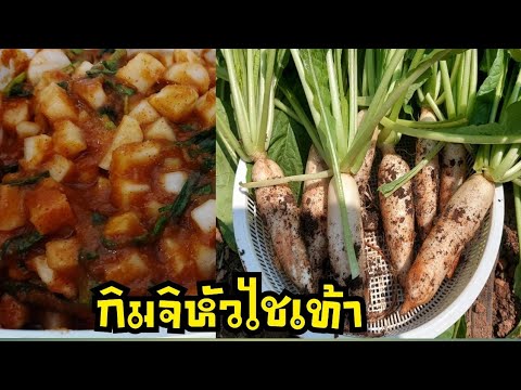 กิมจิหัวไชเท้าสดๆจากแปลงผัก-by กิมจิหัวไชเท้าสดๆจากแปลงผัก-by