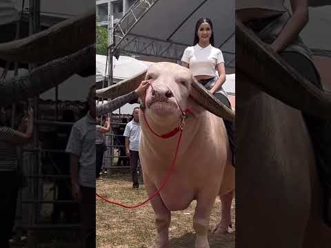 หมูหันฟาร์ม ลูกอีสานเต็มขั้น โก้เมืองเพชรควายงามควายสายประกวดควายเผือกโก้พระนคร