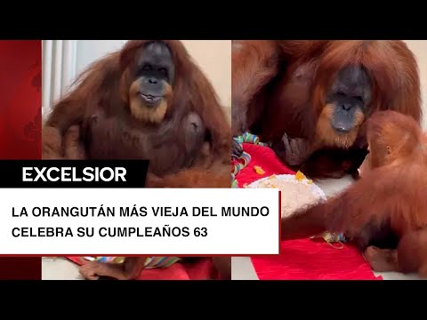 Señora orangután más vieja del mundo celebra su cumpleaños número 63