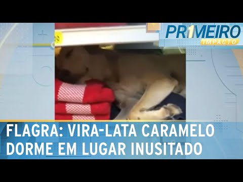 Cachorro caramelo é flagrado dormindo em loja e bomba na internet | Primeiro Impacto (31/01/24)