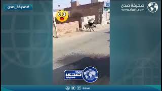 ثور يهاجم المارة بوحشية