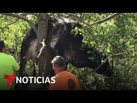 En video: El huracán Ida dejó a una vaca atrapada en un árbol en Louisiana | Noticias Telemundo