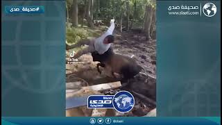 ثور يهاجم صاحبه