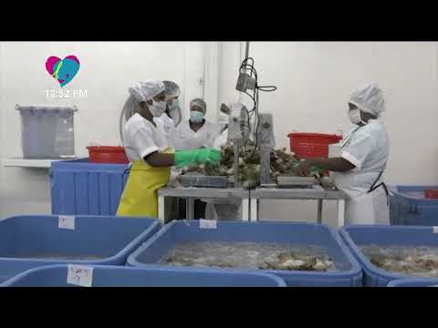 Inicia temporada de pesca de langosta Espinoza del Caribe - Nicaragua