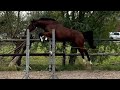 Springpaard Talentvolle merrie *VIDEO UPDATE*