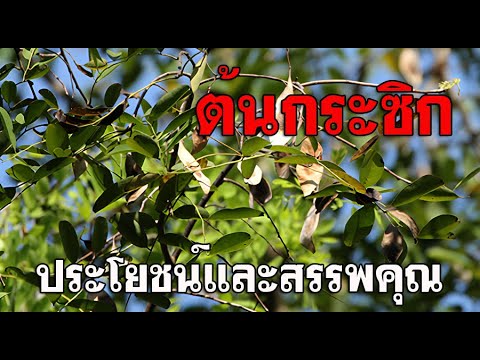 ต้นกระซิกประโยชน์และสรรพคุณ