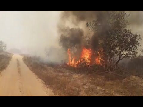 Desastre ambiental por incendios en el oriente bolivianos, los autores son identificados