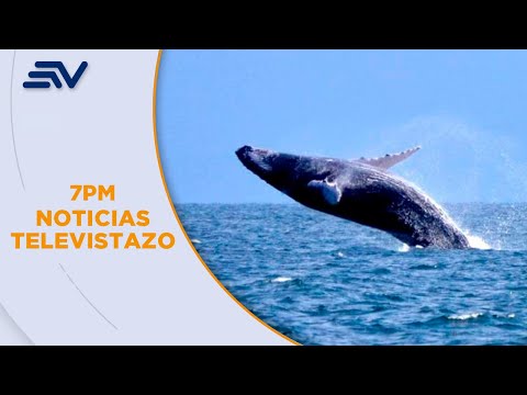 Inicia temporada de avistamiento de ballenas en la costa | Televistazo | Ecuavisa