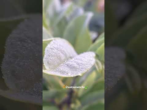 เช้าวันนี้ตื่นมาพร้อมบรรยากาศท