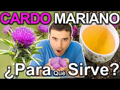 TE DE CARDO MARIANO - Para Que Sirve? - Beneficios Para Tu Salud Y Belleza