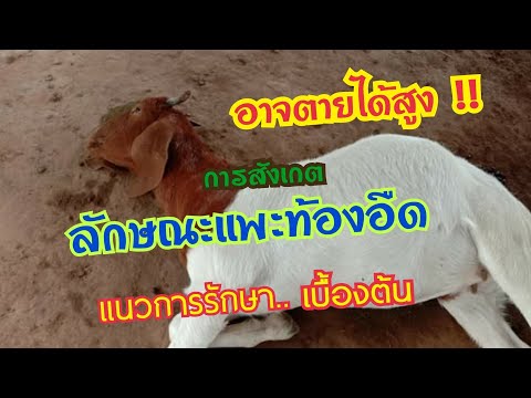 การสังเกต-ลักษณะแพะท้องอืดและก การสังเกต-ลักษณะแพะท้องอืดและก