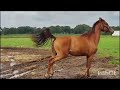 Show jumping horse Le Kannan x Brainpower (Elite) jaarling merrie