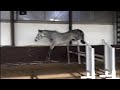 Show jumping horse Knappe merrie (Cornado I) te koop