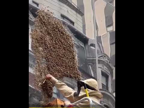 [Video] Como si estuviera nevando, así se vieron miles de abejas invadir Nueva York- Telemedellín