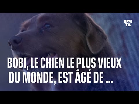 À 30 ans, Bobi devient le chien le plus vieux du monde